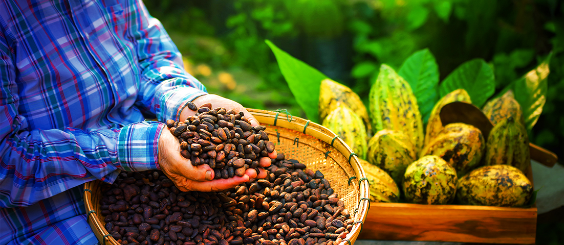 LatAm Cocoa Production: Sweet Opportunity